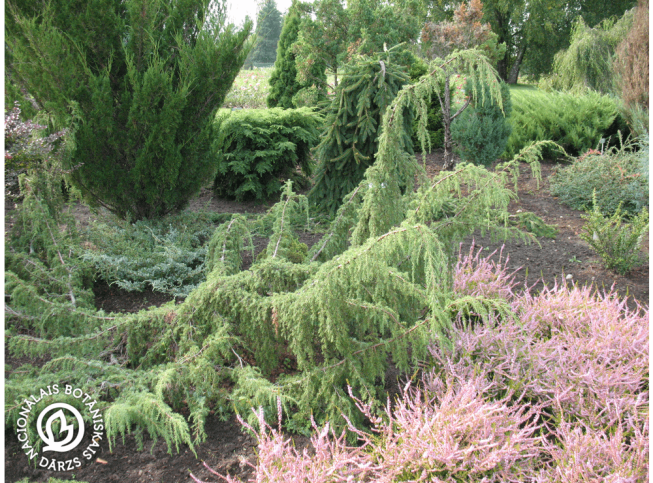 Juniperus communis   'Horstmann'